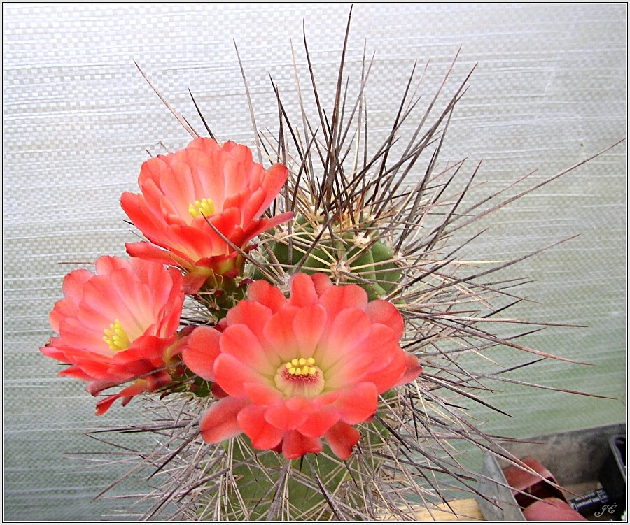 echinocereus_ polyacanthus.jpg